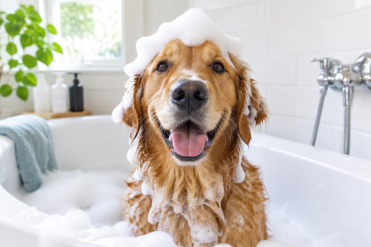 How Often Should You Bathe Your Dog?